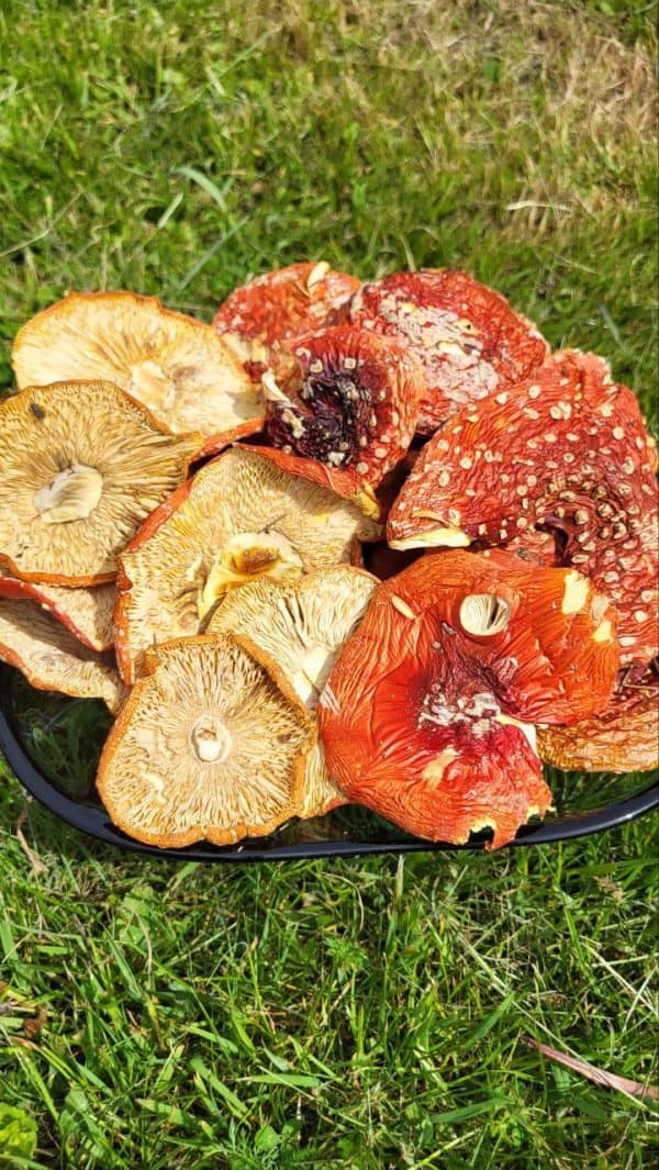 Мухомор красный (целые шляпки)