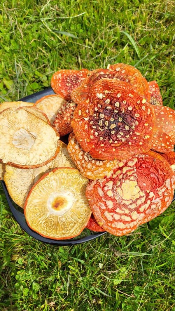 Мухомор красный (Люкс)