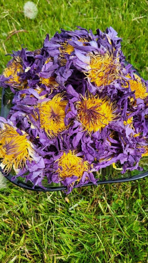 Голубой лотос (цветы)