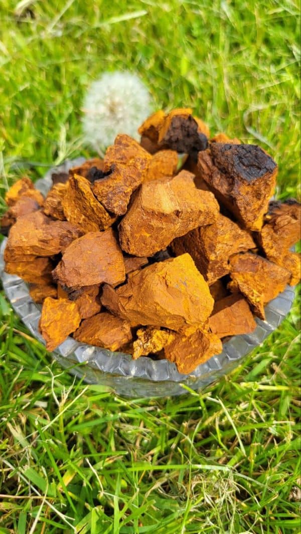 Чага (куски)