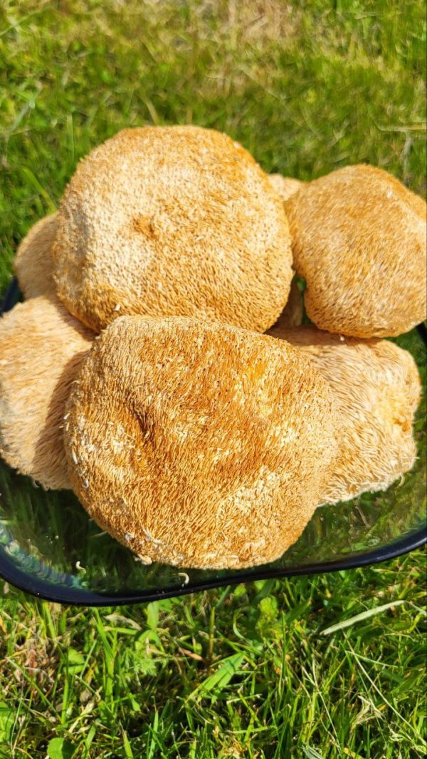 Ежовик гребенчатый (целые сушеные)